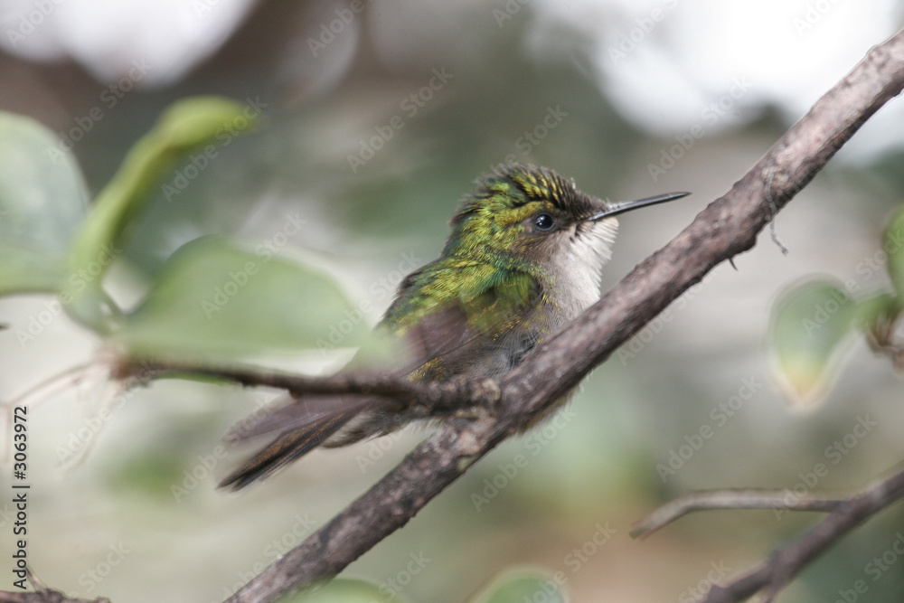 Fototapeta premium colibri