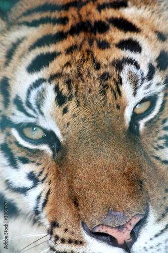 tiger eyes