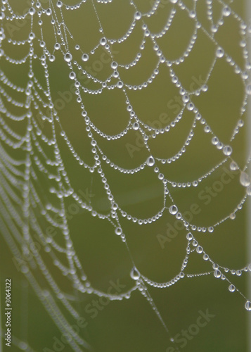 spider's dewey web
