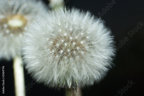 dandelion