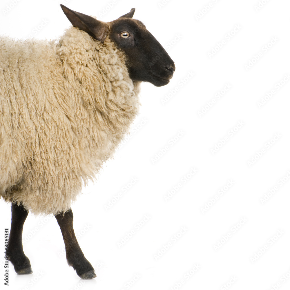 Obraz premium mouton suffolk