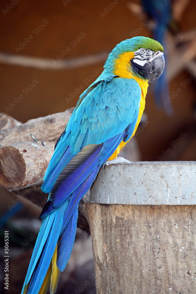 Naklejka premium peroquet aras