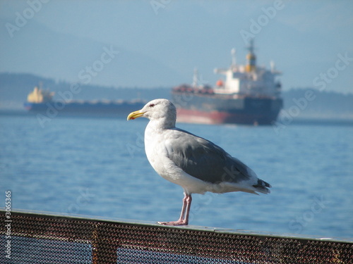 sea-gull and ship