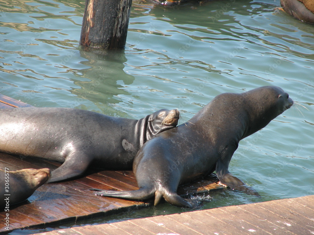 Fototapeta premium relaxing sea-lions