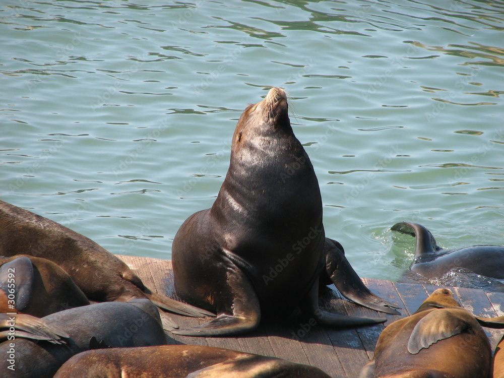 Obraz premium sealion