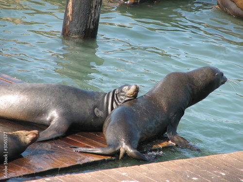 relaxing sea-lions