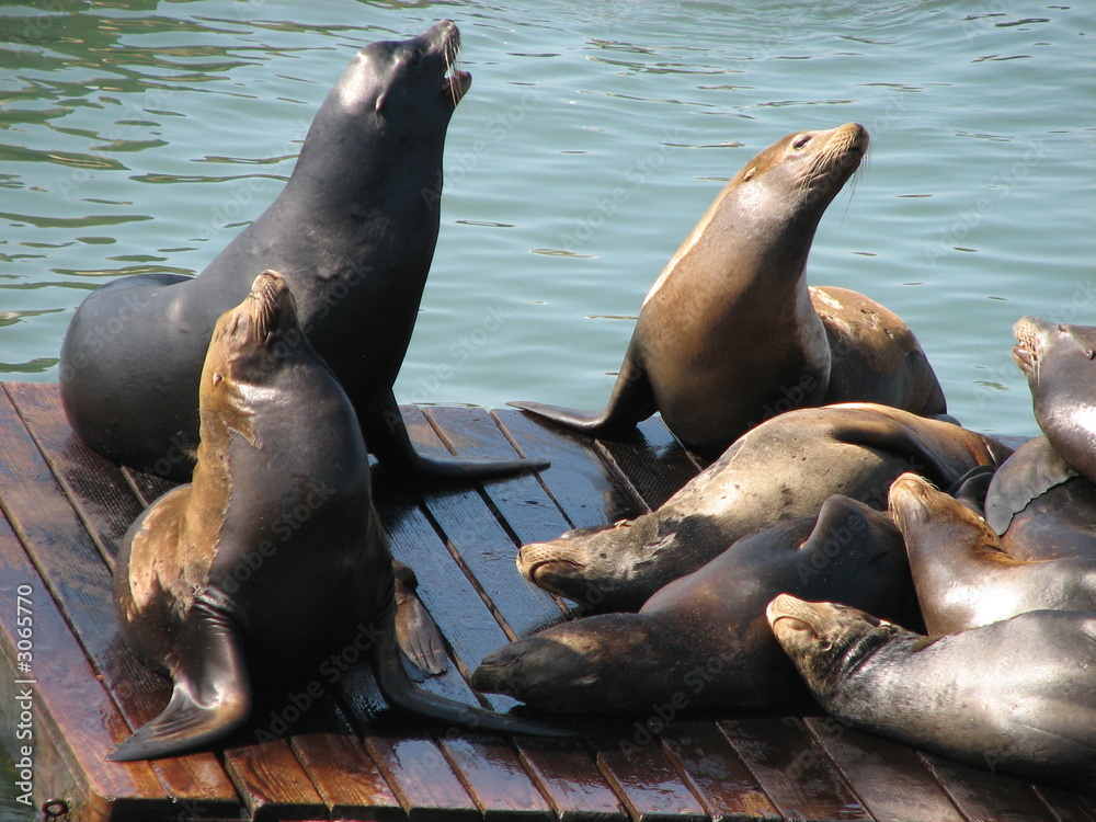 Naklejka premium sealions