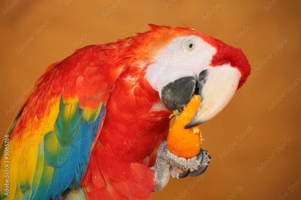 Obraz premium perroquet avec un fruit