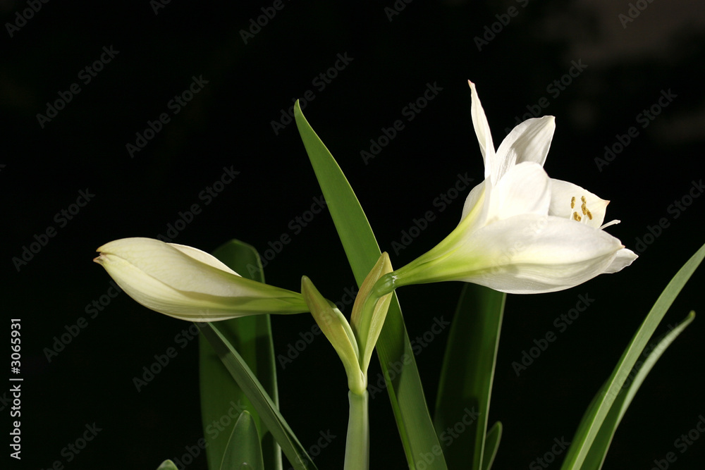 Fototapeta premium amaryllis blanc