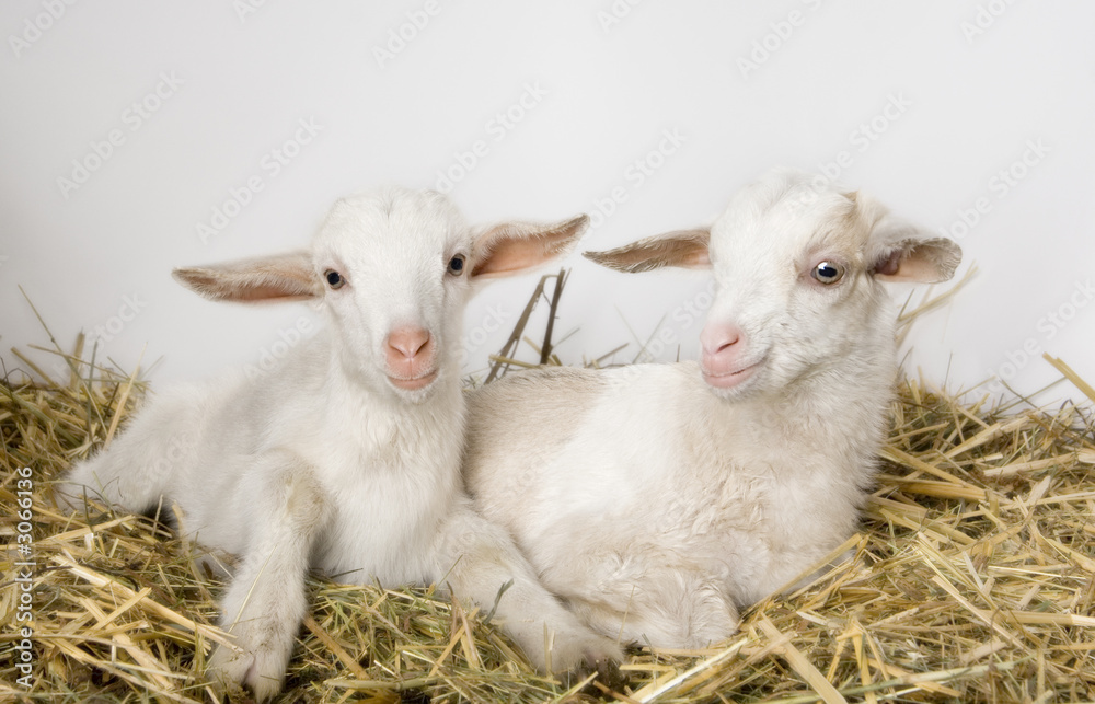 Fototapeta premium chevreaux