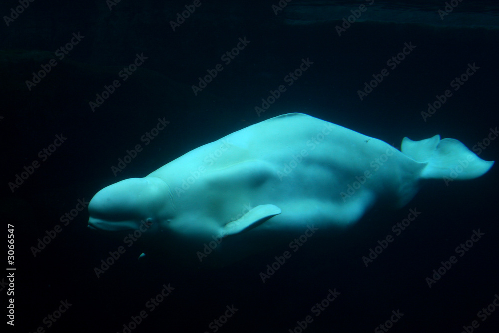 Fototapeta premium beluga whale