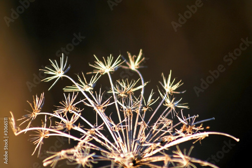 close up of wild flower