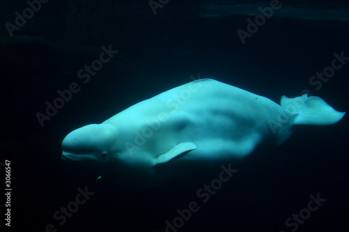 beluga whale Fototapet