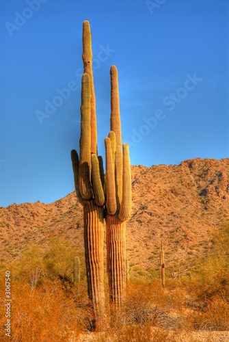 desert saguaro © Paul Moore