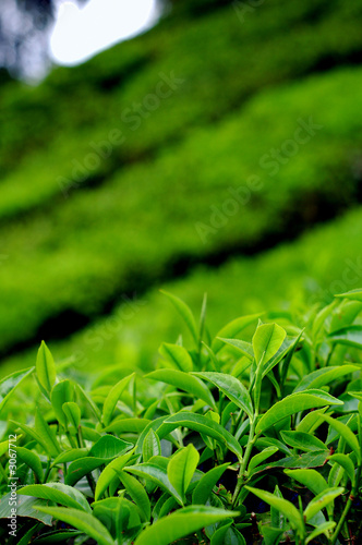 tea leaves