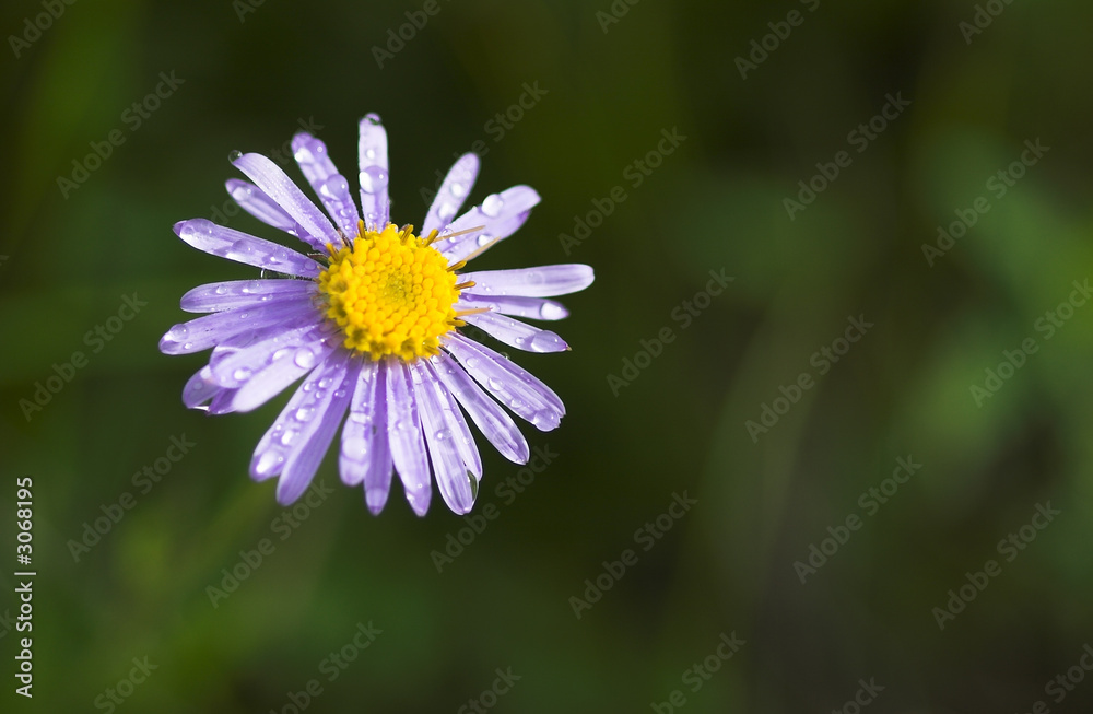 daisy flower daisy flower