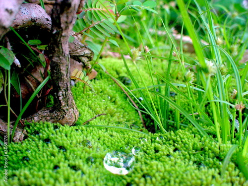 green garden