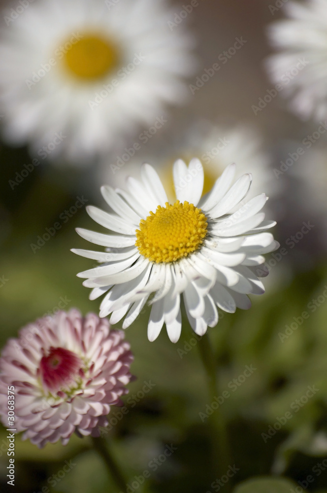 beauty daisy