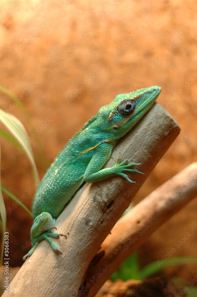 anolis anolis