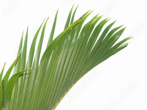 palme