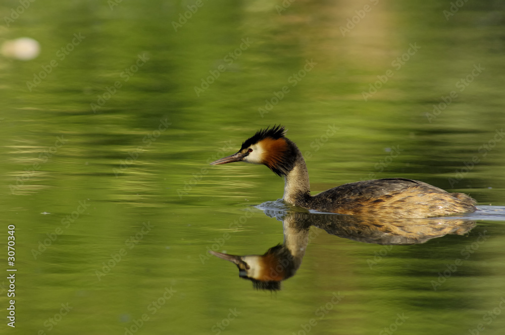 Fototapeta premium great crested grebe grèbe huppé