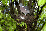 wild pigeon and nest
