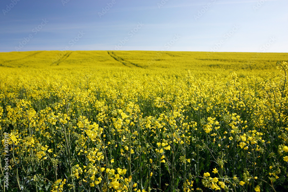 rapeseed on a beautiful summerday rapeseed on a beautiful summerday