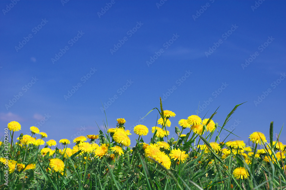 Fototapeta premium summer landscape