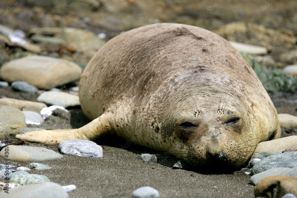 Naklejka premium female elephant seal