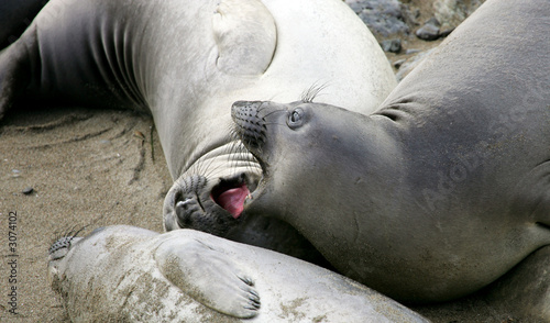 elephant seal pups