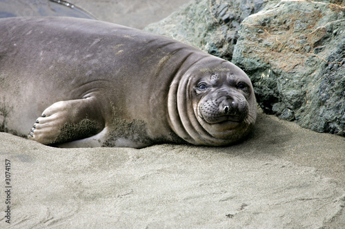 elephant seal pups