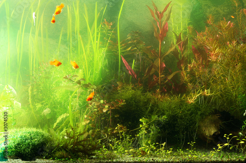 aguarium landscape