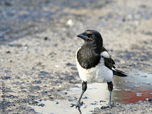 impudent and mean magpie.