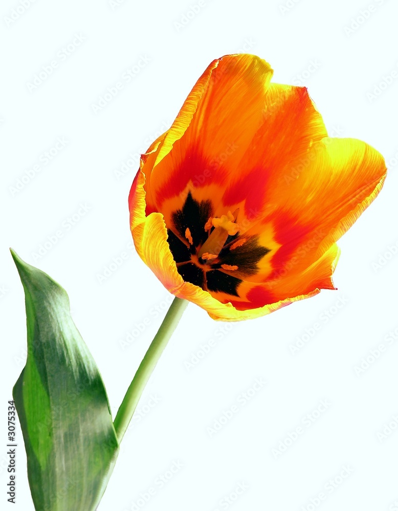 Naklejka premium blazing-orange blazing-colour of tulip