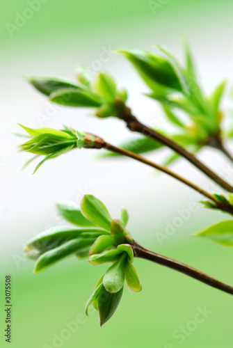 spring green leaves photo