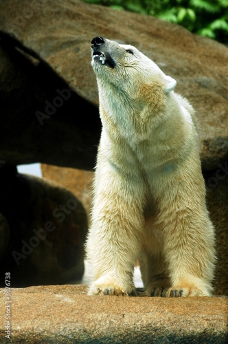 polar bear