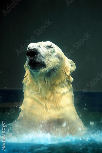 polar bear splashing