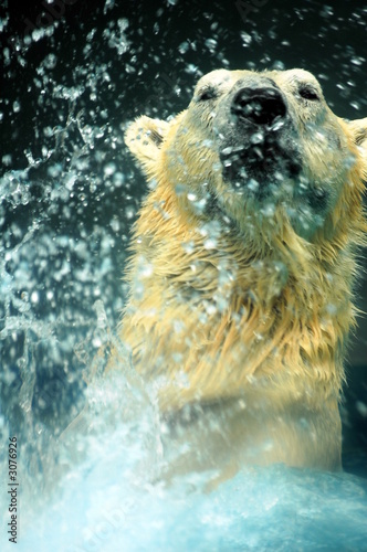 polar bear splashing