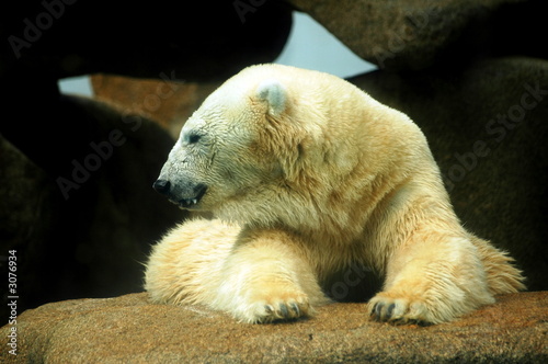 polar bear