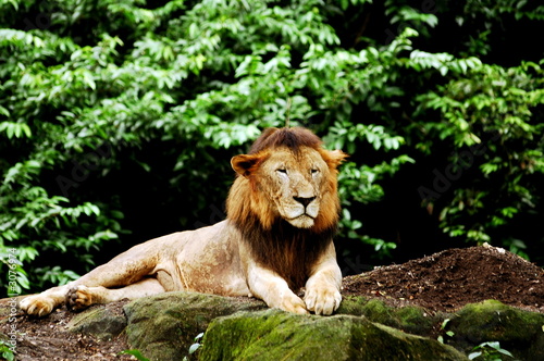 lion resting