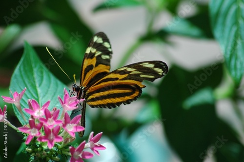 butterfly photo