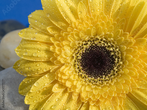 wet yellow flower on rocks