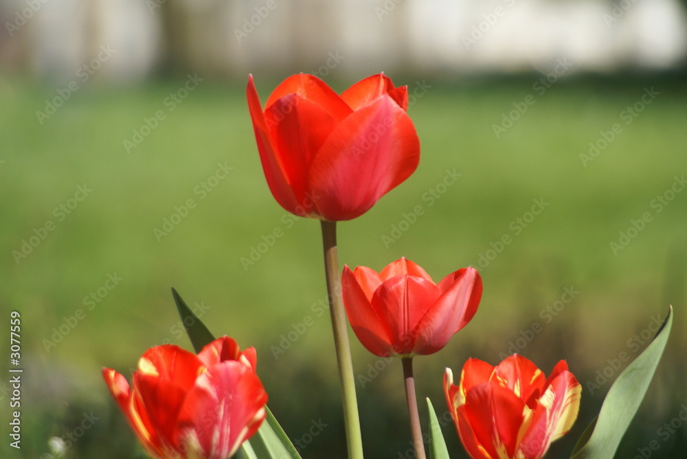 Tulpenblüte