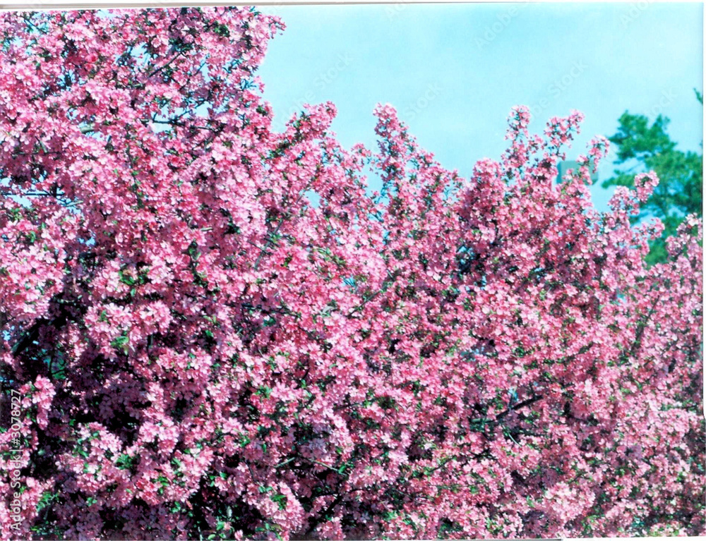 flowering  tree's