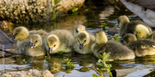 goslings in sunshine