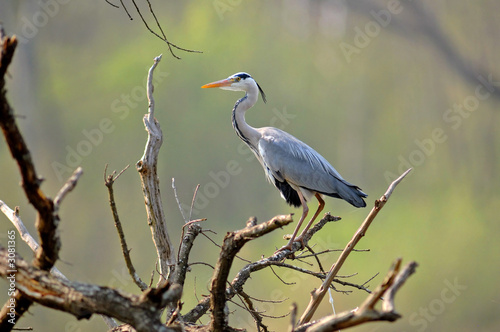 héron cendré - ardea cinerea