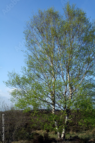 birch in springtime
