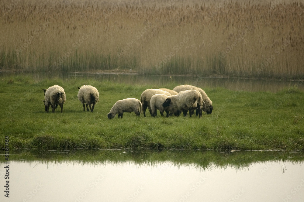 pature moutons pature moutons