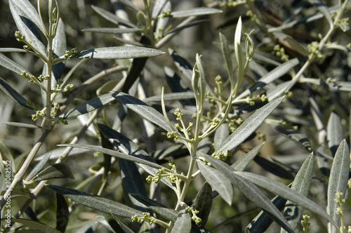 olivo-162