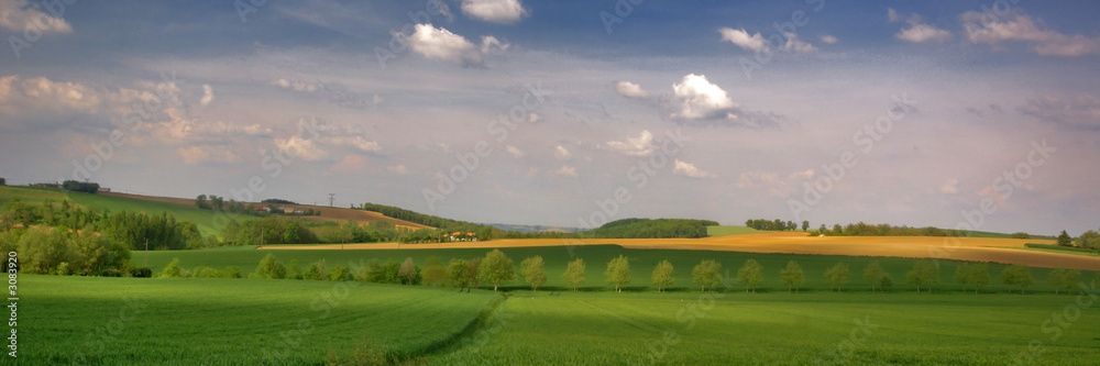 Obraz premium arbres alignés